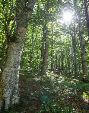 Toscany Woods – Acqua Panna CSV