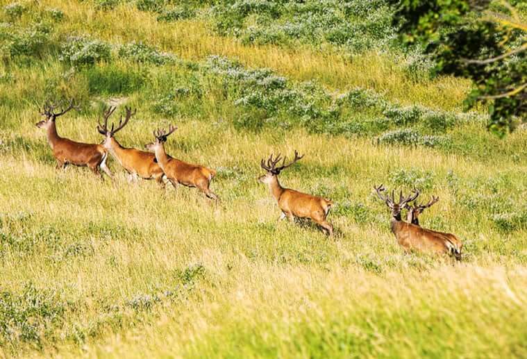 Fonte della Biodiversità, branco di cervi nella riserva Panna