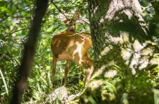 La tenuta di Panna diventa un laboratorio di ricerca sulla biodiversità 