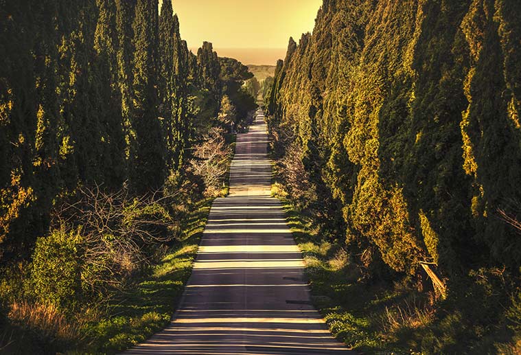 straight road lined with cypress trees in Viale dei Cipressi