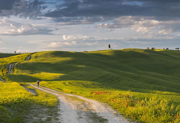 man hiking on dirt road in green rolling hills in tuscay's Val d’Orcia